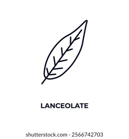 lanceolate outline icon. Linear vector from nature concept. Thin line lanceolate icon isolated on white background