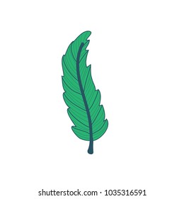 Lanceolate Type Tropical Leaf Hand Drawn Illustration