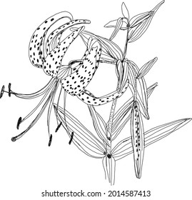 Lílium lancifolium, Lancifolium Splendens, simply vector sketch 