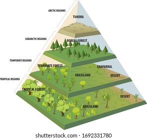 The Land biome pyramid infographic - vector svg