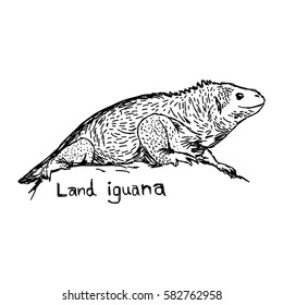 land iguana - vector illustration sketch hand drawn with black lines, isolated on white background