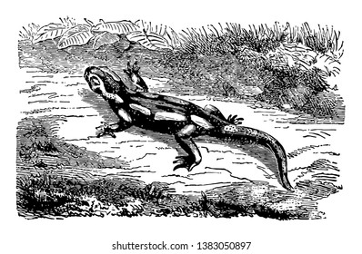 Land Salamander have the honor of appearing prominently in fabulous narratives, vintage line drawing or engraving illustration.