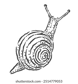 land snail vector sketch illustration from above with a very unique design style