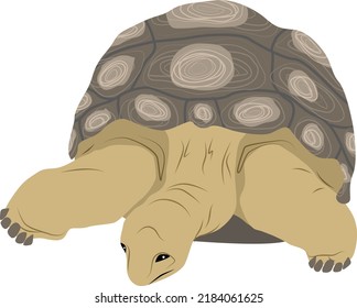 Land Turtle. Animal Of The Islands Of The Pacific Ocean. Realistic Vector Animal