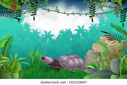 Land turtle in the jungle