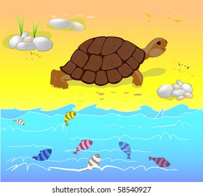 Land turtle on the beach
