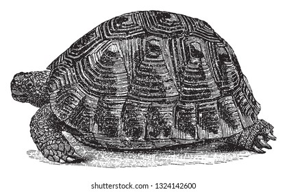 The land turtle, vintage engraved illustration. From Deutch Vogel Teaching in Zoology.
