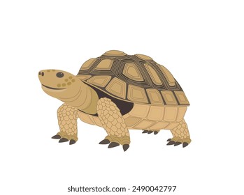Land turtle is walking. Turtle. 