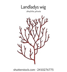 Landladys wig (Ahnfeltia plicata), edible and medicinal seaweed. Hand drawn botanical vector illustration