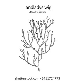 Landladys wig (Ahnfeltia plicata), edible and medicinal seaweed. Hand drawn botanical vector illustration