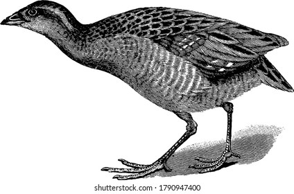 The Landrail or Corn Crake is a bird in the Rallidae family. They have solid bodies, strong legs, short rounded wings and a short tail., vintage line drawing or engraving illustration. 
