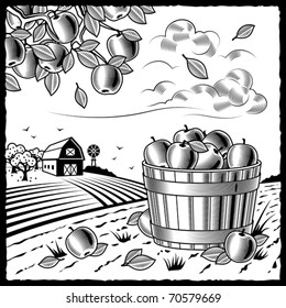 Landscape with apple harvest black and white. Vector