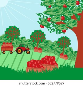 landscape with apple trees and man driving a tractor with a trailer