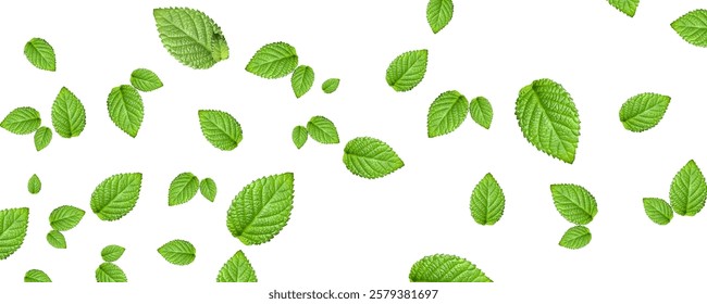 landscape background, a collection of fresh green leaves without a background