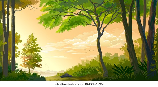 A landscape of a beautiful forest with the sun setting in the background.