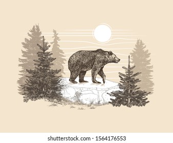 

   Landscape with a big brown bear and forest. Hand drawn vector illustration of wildlife.Vintage image. 
