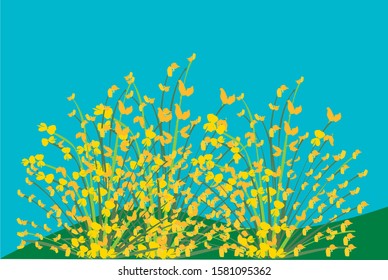 landscape with brooms in Tuscany