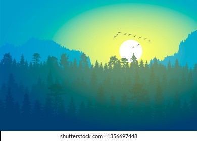 Landscape coniferous forest with pine and spruce at sunset and ducks in the sky