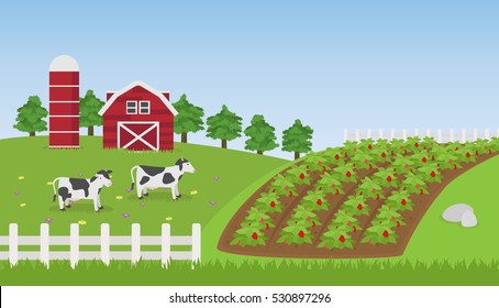 Landscape Farm With Strawberry Field , Cow And Farmhouse Background , Vector