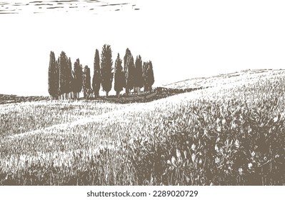 Landscape. Field and cypress grove. Engraving style.