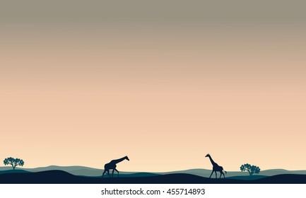 Landscape giraffe at afternoon silhouettes vector illustration