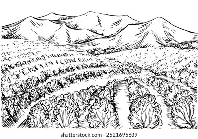 Landscape with grape fields. Vector graphics, black and white hand-drawn illustration. On a white background. For packaging and label design. For banners, posters and more.
