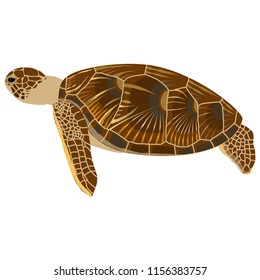 
Landscape green turtle