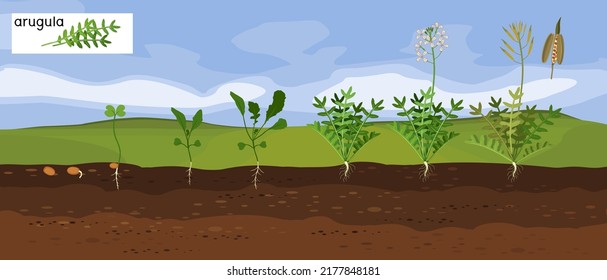 Landscape with life cycle of garden rocket plant (arugula). Growth stages from seeding to flowering and fruiting plant with root system below ground level
