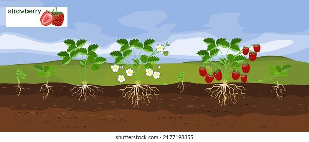 Landscape with life cycle of strawberry plant. Growth stages from seeding to flowering and fruiting plant with ripe red strawberries and root system below ground level