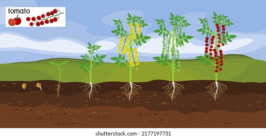 Landscape with Life cycle of tomato plant. Growth stages from seeding to flowering and fruiting plant with ripe red cherry tomatoes and root system below ground level