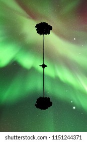 Landscape with lonely tree at night. Vector illustration with isolated silhouette of maple reflected in water. Northern lights in starry sky. Colorful aurora borealis