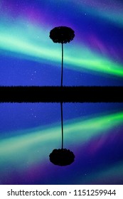 Landscape with lonely tree at night. Vector illustration with isolated silhouette of maple reflected in water. Northern lights in starry sky. Colorful aurora borealis