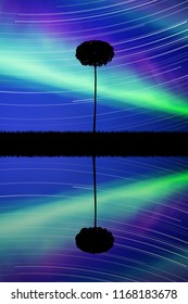 Landscape with lonely tree at night. Vector illustration with isolated silhouette of maple reflected in water. Rotation of stars. Northern lights in starry sky. Colorful aurora borealis