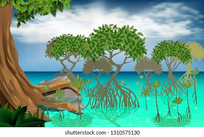 landscape of mangrove forest at the sea in the daytime