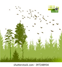 Landscape nature trees with birds. Vector