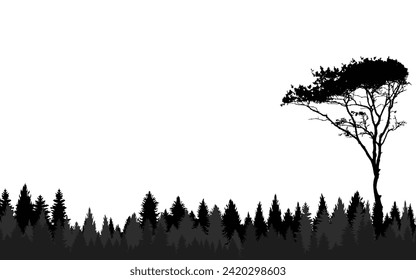 landscape pine forest background jungle tree woods sky black  white horizontal panoramic view beautiful scenary wallpaper web background