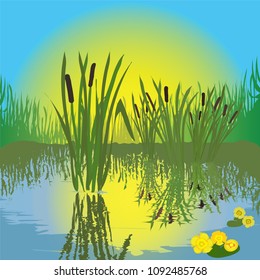 Landscape with pond, grass, bulrush,candock, sunrise,reflection in water