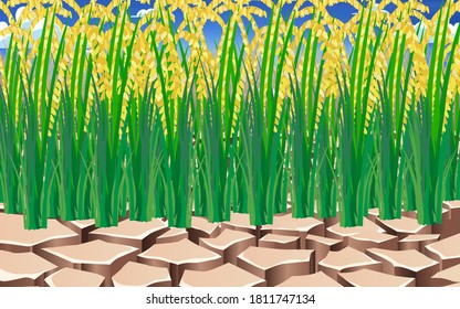 landscape of rice plant on the dry soil 