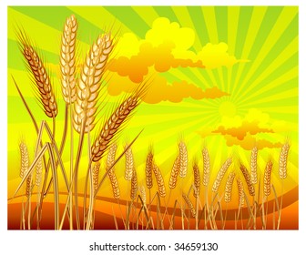 Landscape with ripe yellow wheat ears on field, agricultural illustration