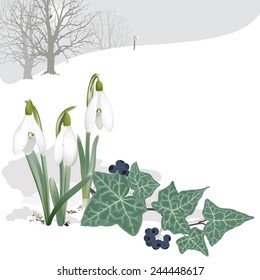 Landscape with Snowdrops and Ivy - Background. Hand drawn vector illustration of a landscape with snowdrops piercing the snow, ivy  and the edge of the woods.