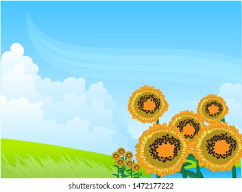 Landscape with a sunflower field on a summer afternoon. Vector illustration.