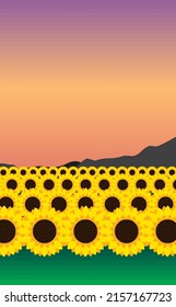 Landscape with Sunflower with sunset and vector