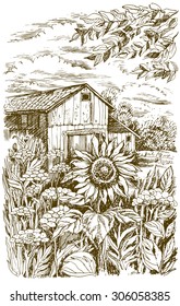 Landscape with sunflower. Vector illustration.