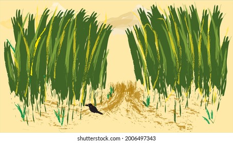 landscape of a sunset with plants and crops
