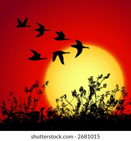 landscape in sunset with silhouette birds