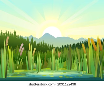 Landscape with a swampy shore of a lake or river. Coast is overgrown with grass, reeds and cattails. Sunrise from behind the mountains. Water with water lily leaves. Wild pond. Vector.