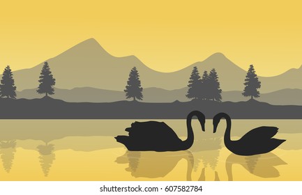 Landscape of swan on the lake