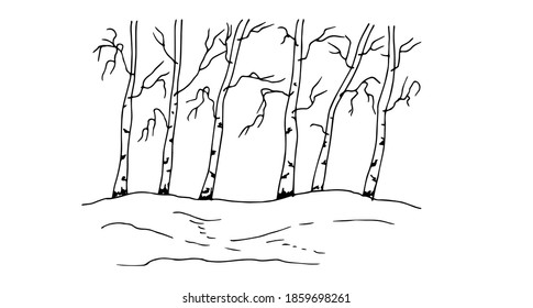 Landscape with trees, birches. Linear drawing, sketch. Vector illustration.