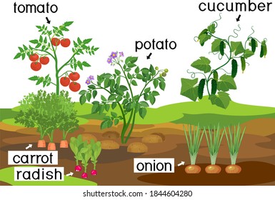 Landscape With Vegetable Garden. Potato, Onion, Carrot Cucumber, Tomato And Radish Plants With Titles On Garden Bed