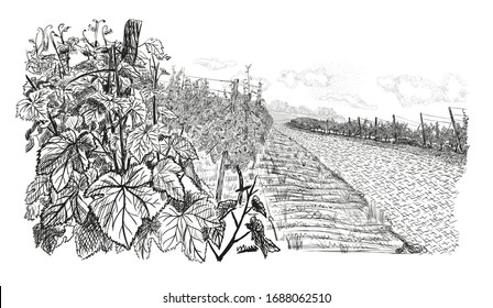 Landscape with of vineyard. Closeup bush of grape, beside stone road with clouds and sun in the sky. illustration in sketch style isolated on white background